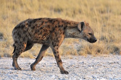 Hyena Crossing