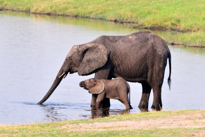 Chobe Elephant 1.jpg