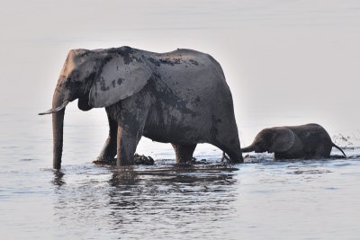 Chobe Elephant 2.jpg