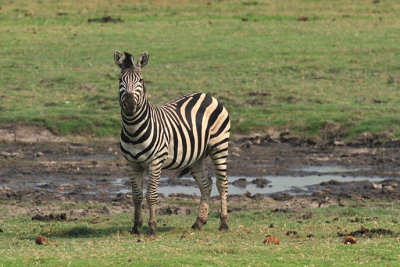 Chobe Zebra 1.jpg
