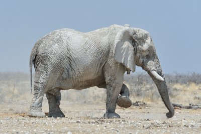 Original white elephant
