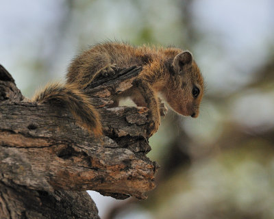Baby Squirrel 2.