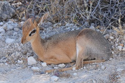 Dik Dik