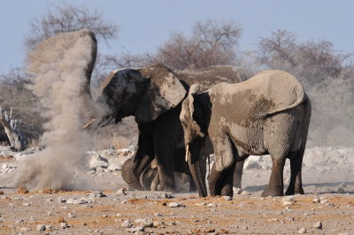 Dust Bath 2