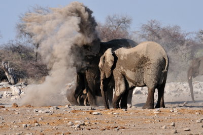 Dust Bath 3