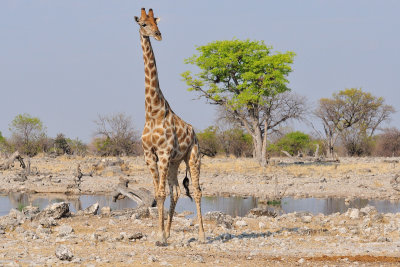 Giraffe 3