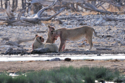 Etosha Lion 2.