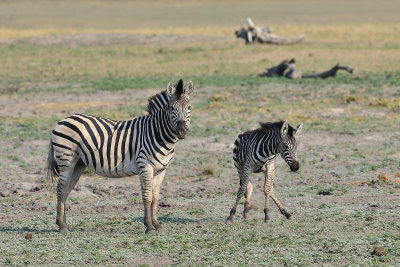 Chobe Zebra 2.jpg