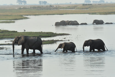 Chobe Elephant 4.jpg