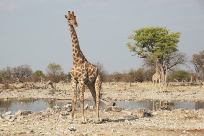 Halali Giraffe