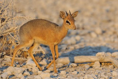 Dik Dik Male