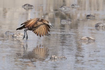 Kwai Hammerkop 2.