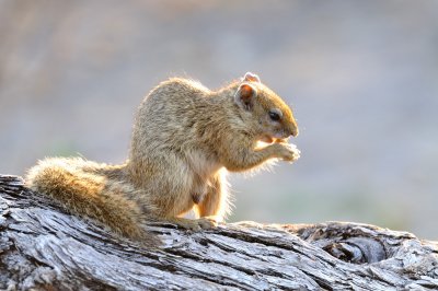 Savute Squirrel.jpg