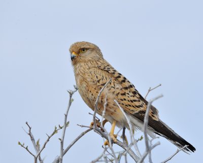 Kestrel 2.