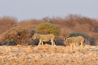 Namutoni Zebra