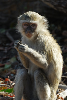 Namutoni  Monkey