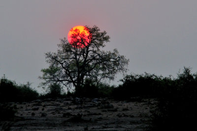Chobe Sunset