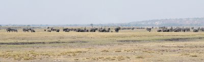 Chobe Elephants.jpg