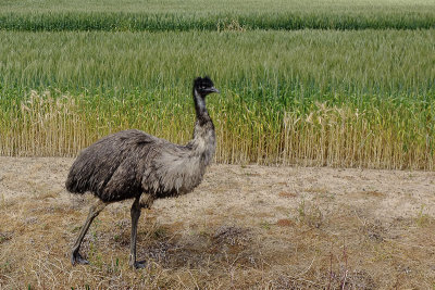 Emu in wheat field