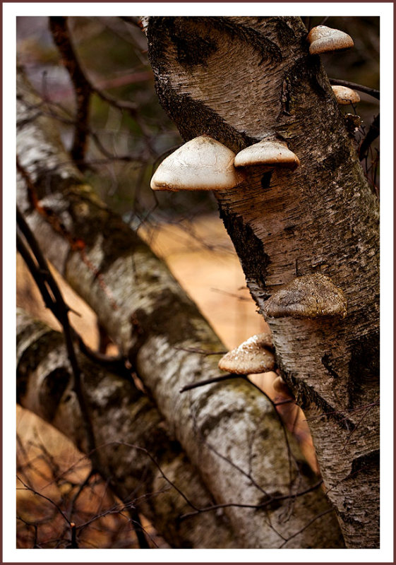 TreeShrooms