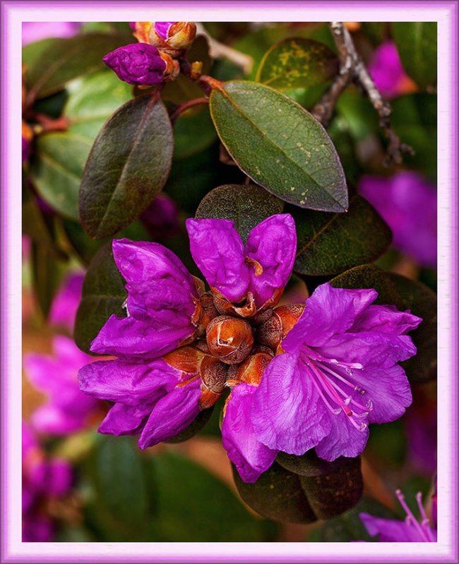 A Springing - A Popping - A Bloomin