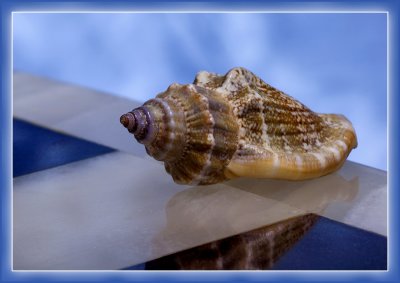 Shell on the Edge