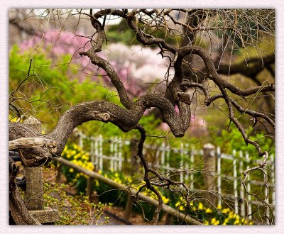 A Garden Tree Abstract