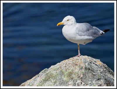 One Leg Gull at Peggy's Cove