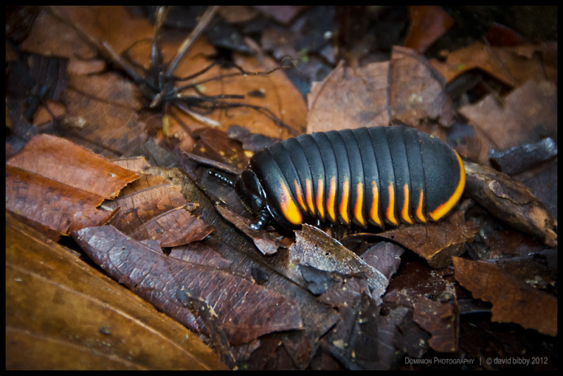 Jungle gem II - Pill millipede