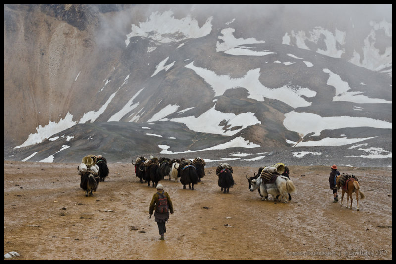 Yak herders at Kagmara La (5115m)