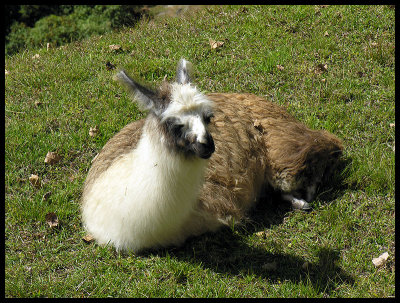 Llama 1
