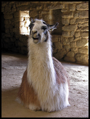 Llama 2