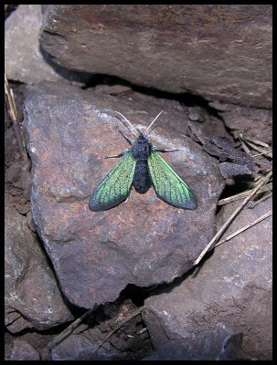 Green winged moth