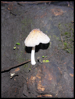 Fungi 2