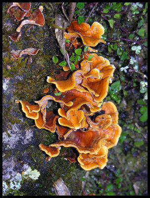 Fungi 3