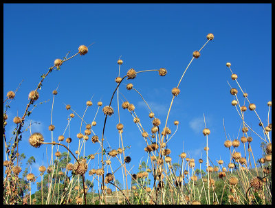 Flower heads