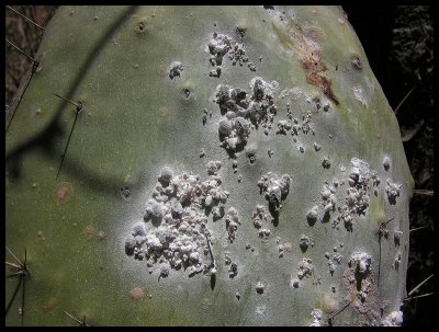 Cochinella on cactus