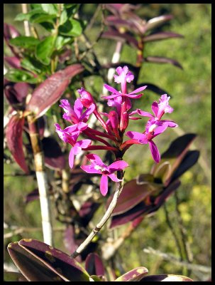 Epidendrum