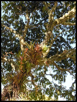 Tillandsias 2
