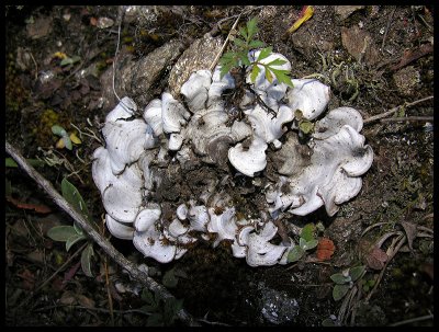 Fungi 1