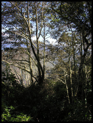 Forest above Lucmabamba