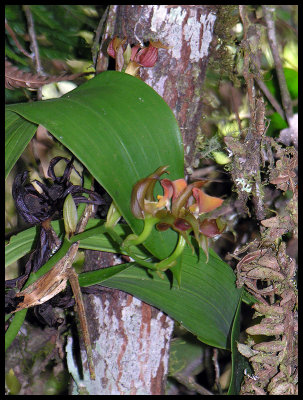 Unidentified orchid