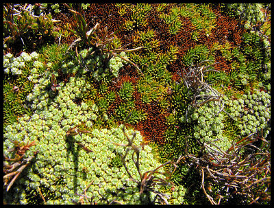 Alpine vegetation