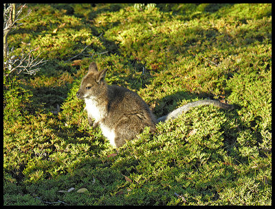 Juvenile wallaby near Windermere Hut campsite