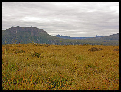 Button Grass on Pine Forest Moor.  Mount Oakleigh on the left