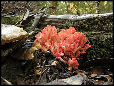 Coral fungi (Ramaria aff. formosa) near Cephissus Falls