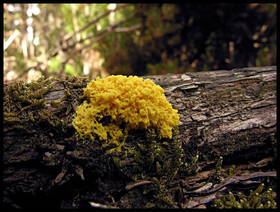Bright yellow ?coral fungi near Cephissus Falls