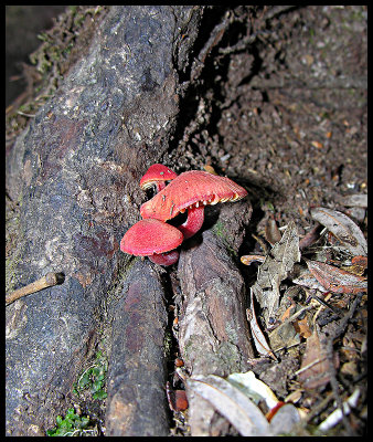 Hygrocybe firma between the tree roots in the forest along the shore of Lake St Clair