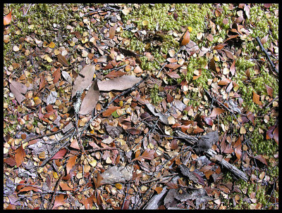 Leaf litter and moss