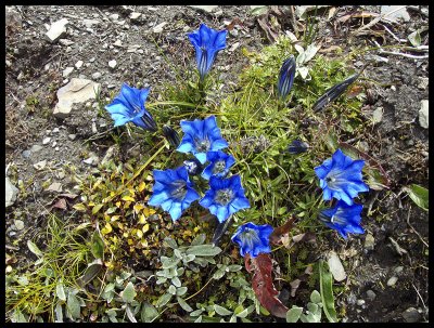 More blue flowers